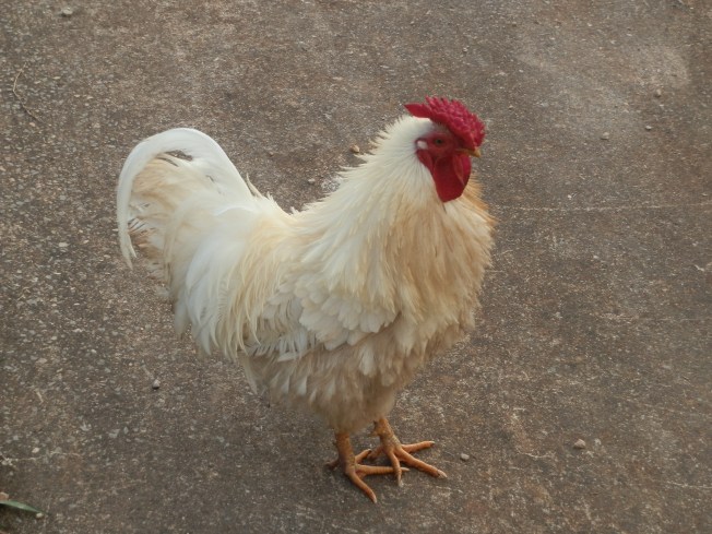 Chook of the Week - The Fourth Doctor